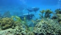 Plongée explo sur le récif de corail dans les Caraïbes, Mexique