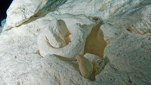 Plongée caverne - Yucatan - Plongée Cenote