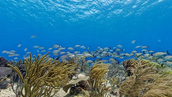Plongée mer - Cozumel