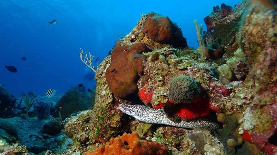 diving cozumel from playa del carmen